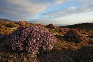 Central Otago thyme