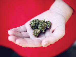 Cannabis in hand