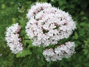 Valerian Photo: Rosser1954