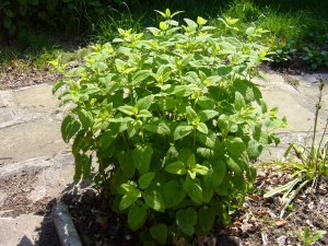 Lemon Balm