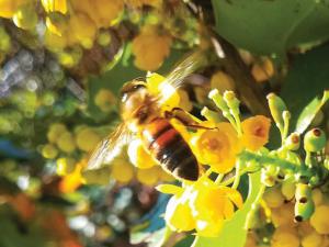 Bee in garden