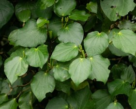Kawakawa is botanically related to kava, and its leaves are most often used for medicinal purposes