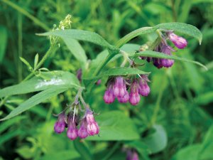 Comfrey