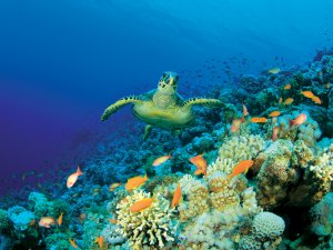 Coral turtle