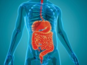 gastroenterology CR: iStock