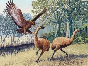 Giant Haast’s eagle attacking New Zealand moa