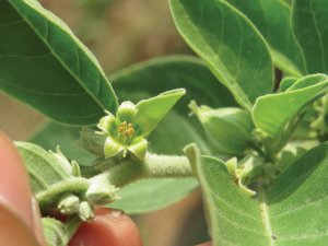 Ashwaghandha (Withania somnifera)