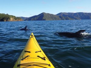 Dolphins spotted by Graeme Smith while sea kayaking