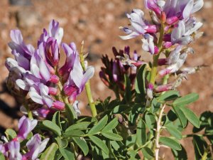 Astragalus