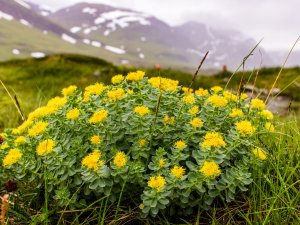  Rhodiola rosea