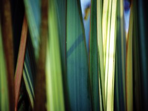 Close up of flax