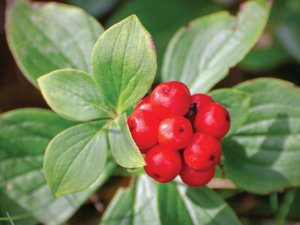 Wild American ginseng