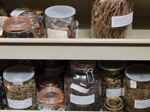 kew chinese medicinal plant collection