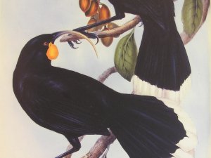 Huia