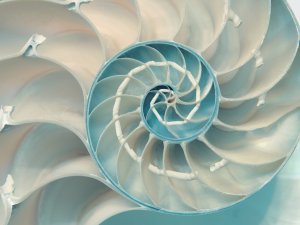 Cut nautilus shell
