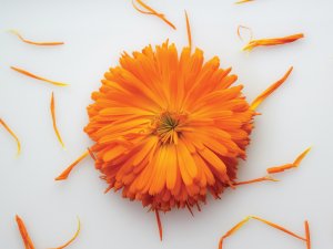 Calendula