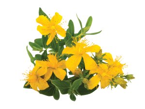 St John's wort