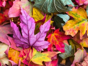 autumn leaves CR Jeremy Thomas on Unsplash 