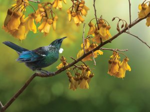 Tui Kowhai tree