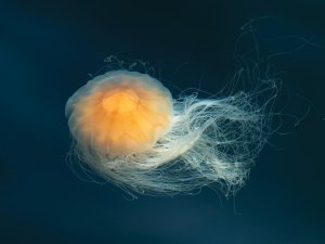 Jellyfish
