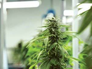 Medicinal_marijuana_CR_Photoshop_AI