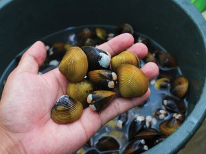 Shellfish