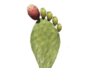 Cactus-foot_Gout