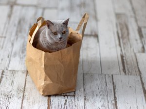 Grey cat in bag