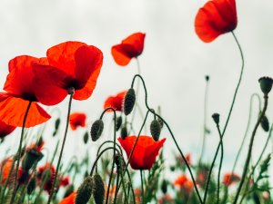 Poppies [Image: Ben Collins on Unsplash]