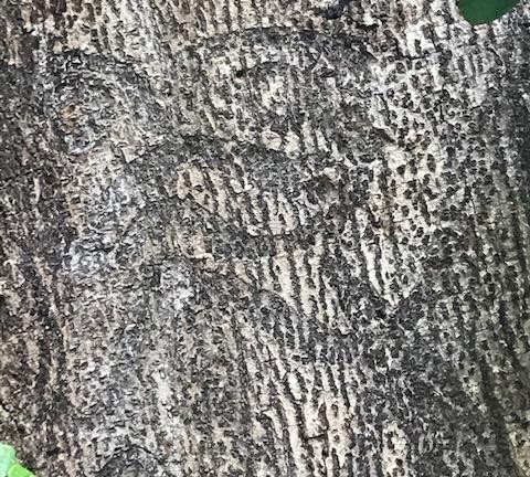 Chathams tree carvings